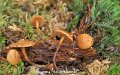 Galerina pseudobadipes-amf2002